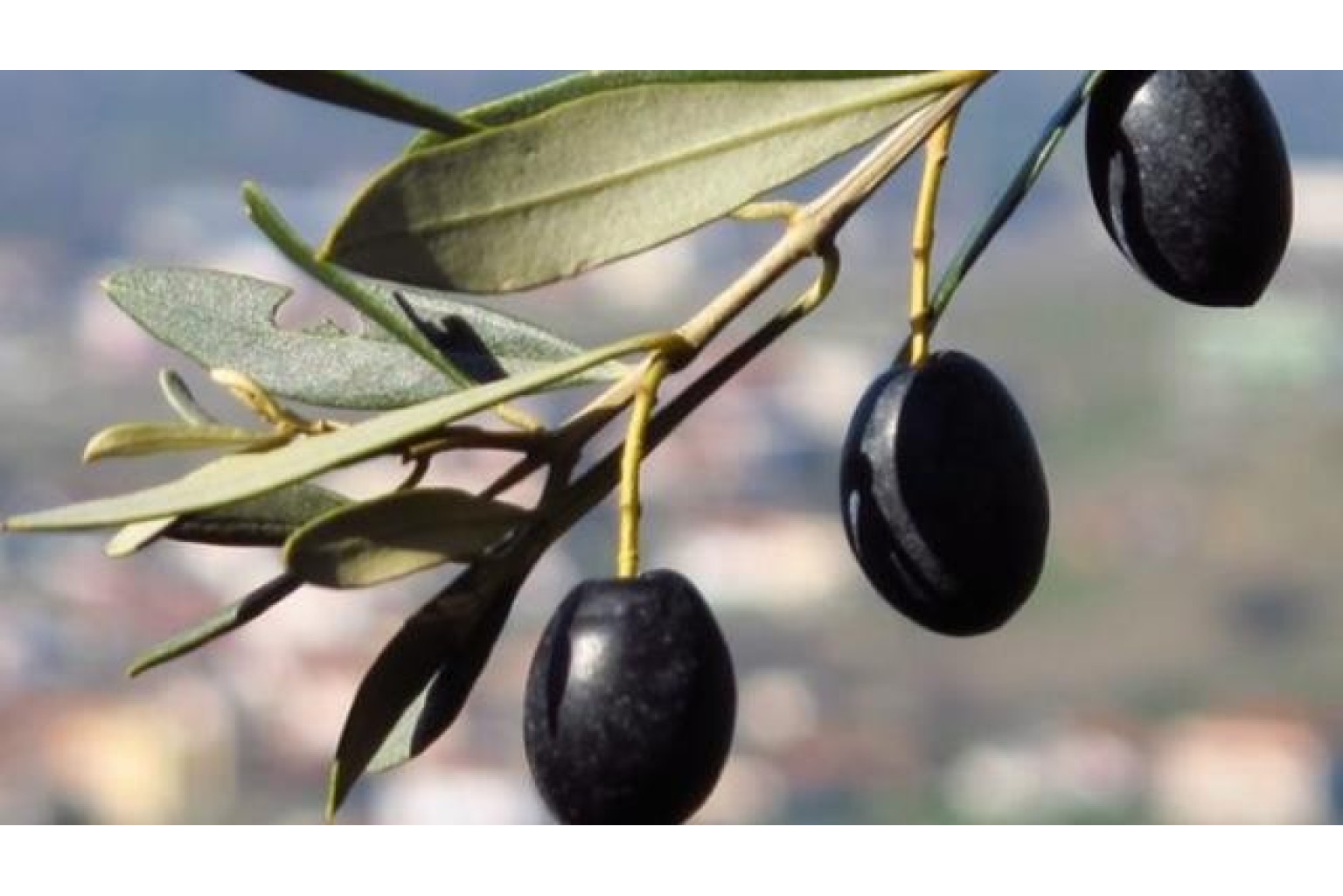 Ölümsüz Ağacın Ölümsüz Meyvesi: Zeytin